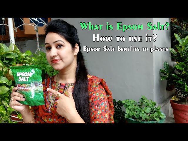 What is Epsom Salt? | Benefits of Using Epsom Salt on Plants | How to Use Epsom Salt? class=