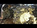 Huby z našej prírody - 1. Časť Hliva ustricová (Pleurotus ostreatus)