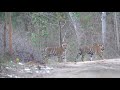 Tigers In Bhopal Kerwa