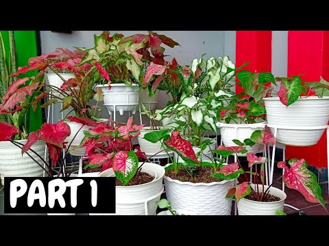 17 JENIS KELADI HIAS || 17 KINDS OF CALADIUM PLANTS PART 1 (ENG SUB)