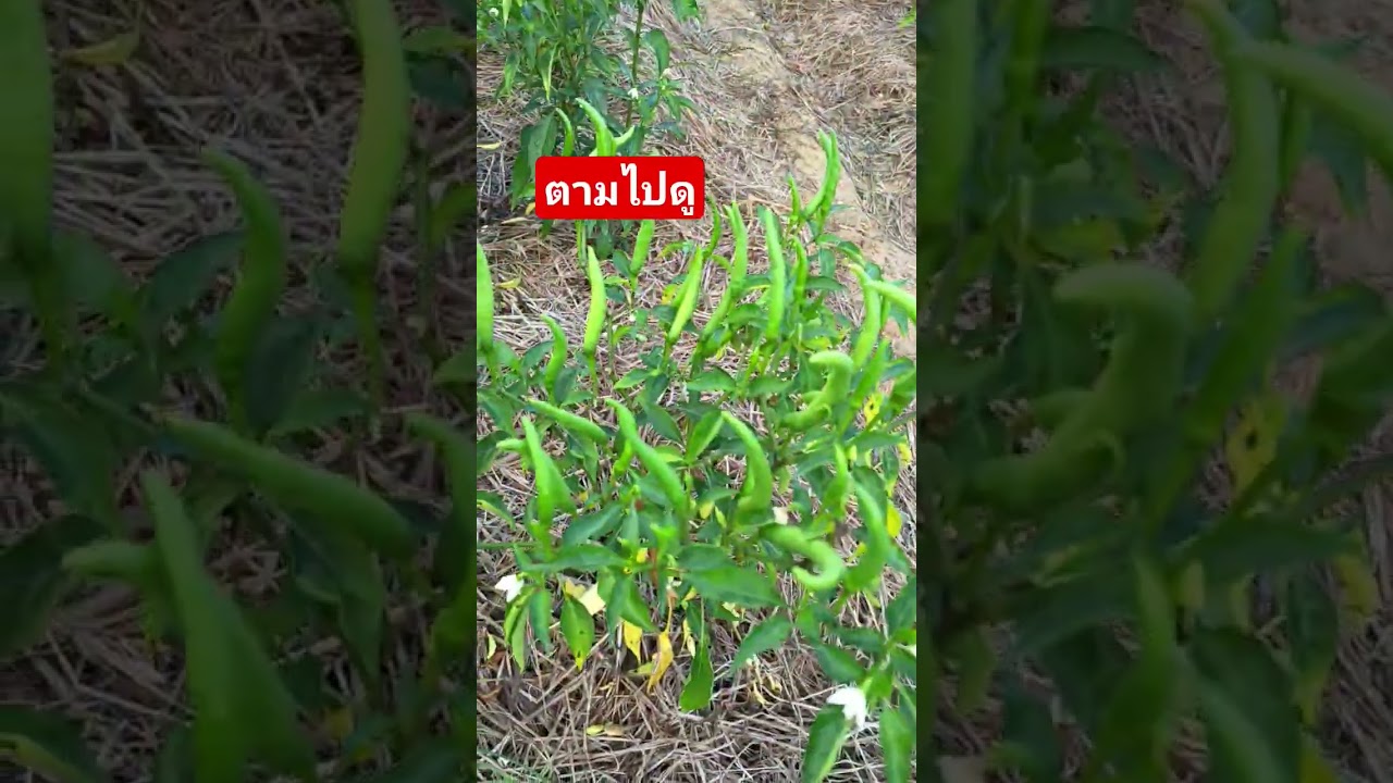 พริกลูกดกลูกโต ทุกๆต้น คลิป 1 นาที ดูให้จบ 