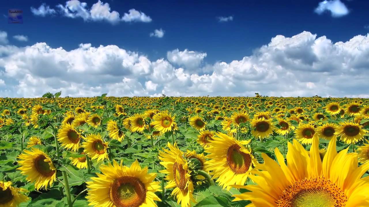 Spiritual Music To Find Inner Balance (Part 1) - Healing Sounds