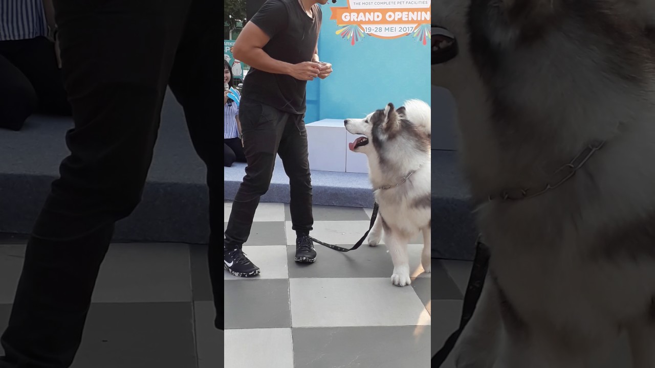 Meet & Greet Humble Spiker (Ambassador of Pet Kingdom) at Pet Kingdom