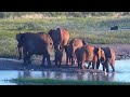 Африка. Слоны на закате дня - Africa. Elephants at sunset