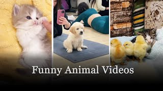Funniest Cats And Dogs 🐶🐱 | Funny Animal Videos