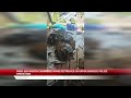 Over $1B Cannabis Farms Destroyed in Upper Berbice Police Operation