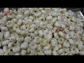Línea De Pelado Y Procesamiento De Ajo
