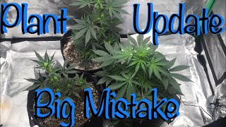Double Grape An Northern Lights Autoflower Update