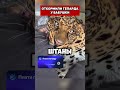 ОТКОРМИЛИ ГЕПАРДА У БАБУШКИ #юмор
