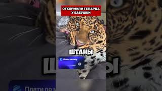 ОТКОРМИЛИ ГЕПАРДА У БАБУШКИ  #юмор