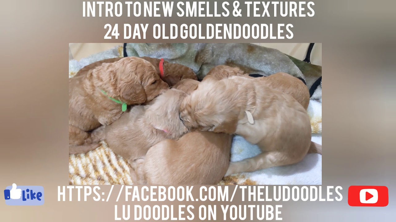 Goldendoodle puppies getting introduced to new smells and textures