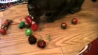 Drugging My Cat Lulu