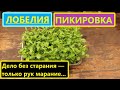 Пикирую 5-и недельную Лобелию. Без труда не проживешь!