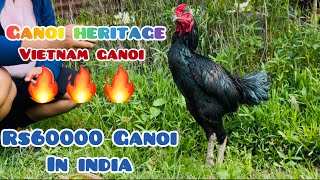Manipur Kaonayen Lovers ||Ganoi farm in Langdum 