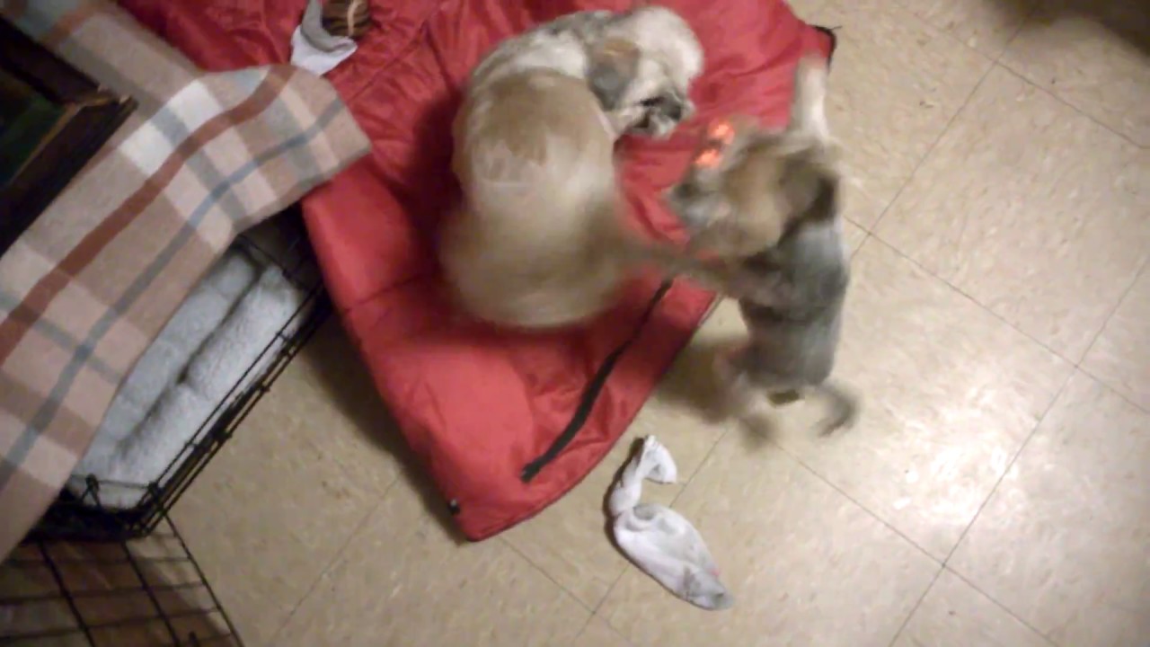 cute dog quotes Yorkie vs Shih Tzu Battle!! Round 2