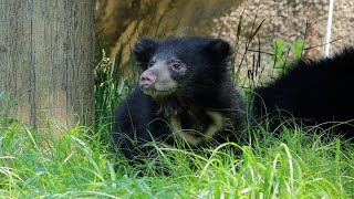 Want To Help The Philly Zoo Name Its New Sloth Bear Cub Pair
