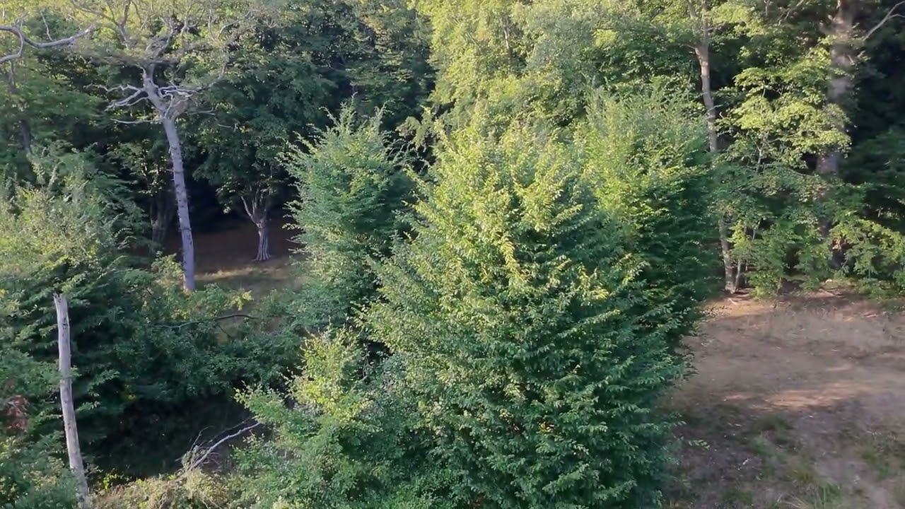 Epping Forest London | Windy Day Escape in 4K | Magical Evening DJI NEO 