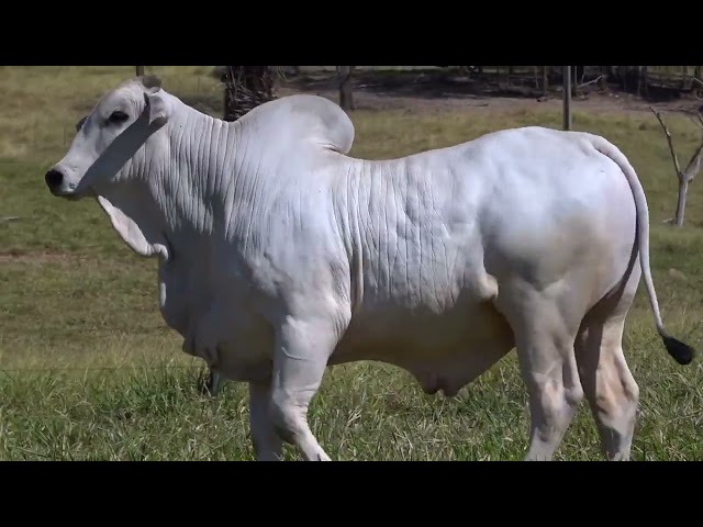 Lote 29   Leilão Touros Fazenda Santa Tereza