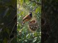 A Rufous Treepie Checking Its Nest 🐦🌿❤️