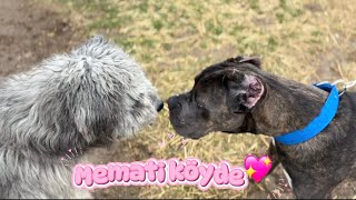 Cane Corso Ilk Defa Köye Gidiyor Bizimle Bir Pazar Günü /Vlog 💖