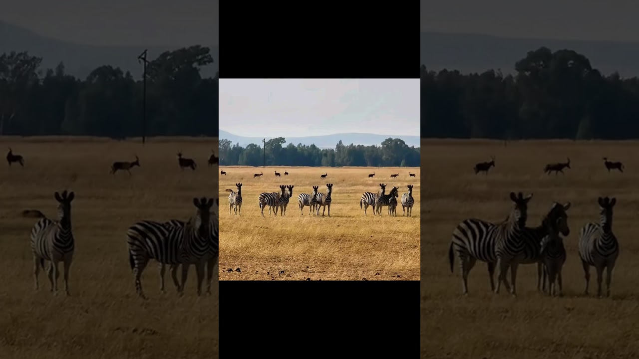 🦓 Zeal of Zebra in South Africa 🦓 Did you know that every zebra's stripes are as unique as human