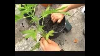 How to grow Medical Marijuana outdoor