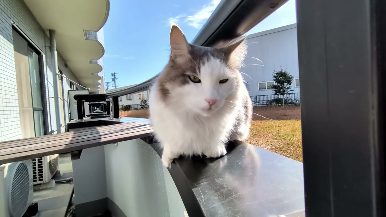 今日のZorro2026年1月28日 - YouTube