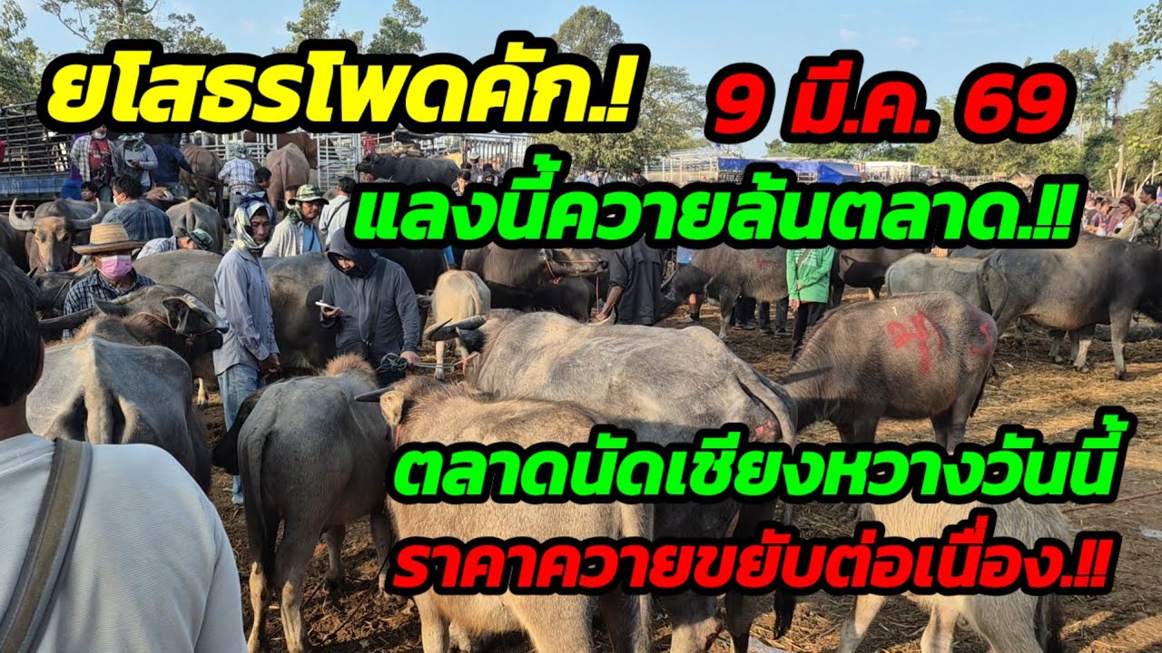 ราคาควายวันนี้ 9 มี.ค. 69 ตลาดนัดบ้านเชียงหวาง จ.ยโสธร#เปิดราคาควายงามน่าซื้อ#ซื้อขายควายน่าเลี้ยง
