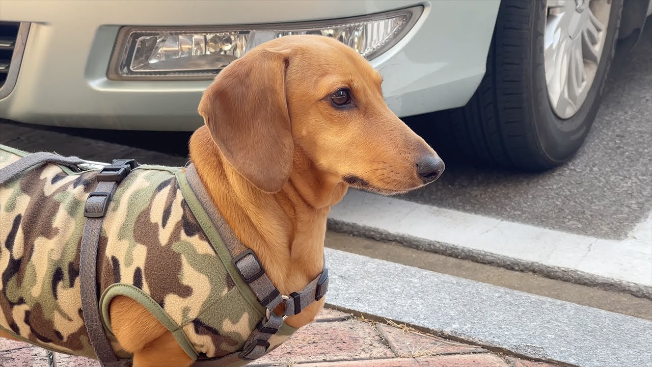 (4K) Dachshund's Apartment Walk