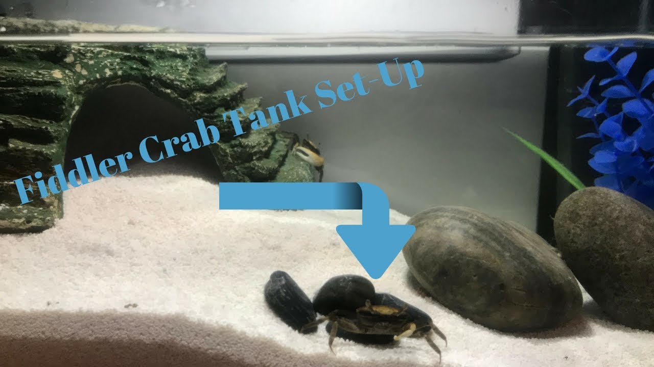 Fiddler Crab Tank set-up - YouTube