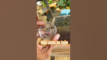 Cách viện Chúa Ong Dú an toàn #ongdu #bee #stinglessbee