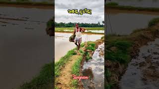 ମାଟି ମାଟି ସୁନା ଫଳେ ରୂପା ଫଳେ #matrubhumi #mati #odisha #india
