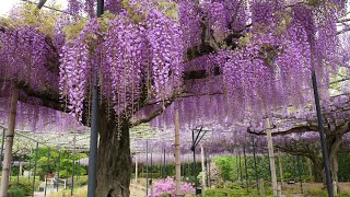 レッドヒルヒーサーの森　しほの旅日記　2024 04 22 　三重県津市に赤塚植物園よる素晴らしい藤の花がありました。広大な敷地内には池やバラ園、里山が有ります。