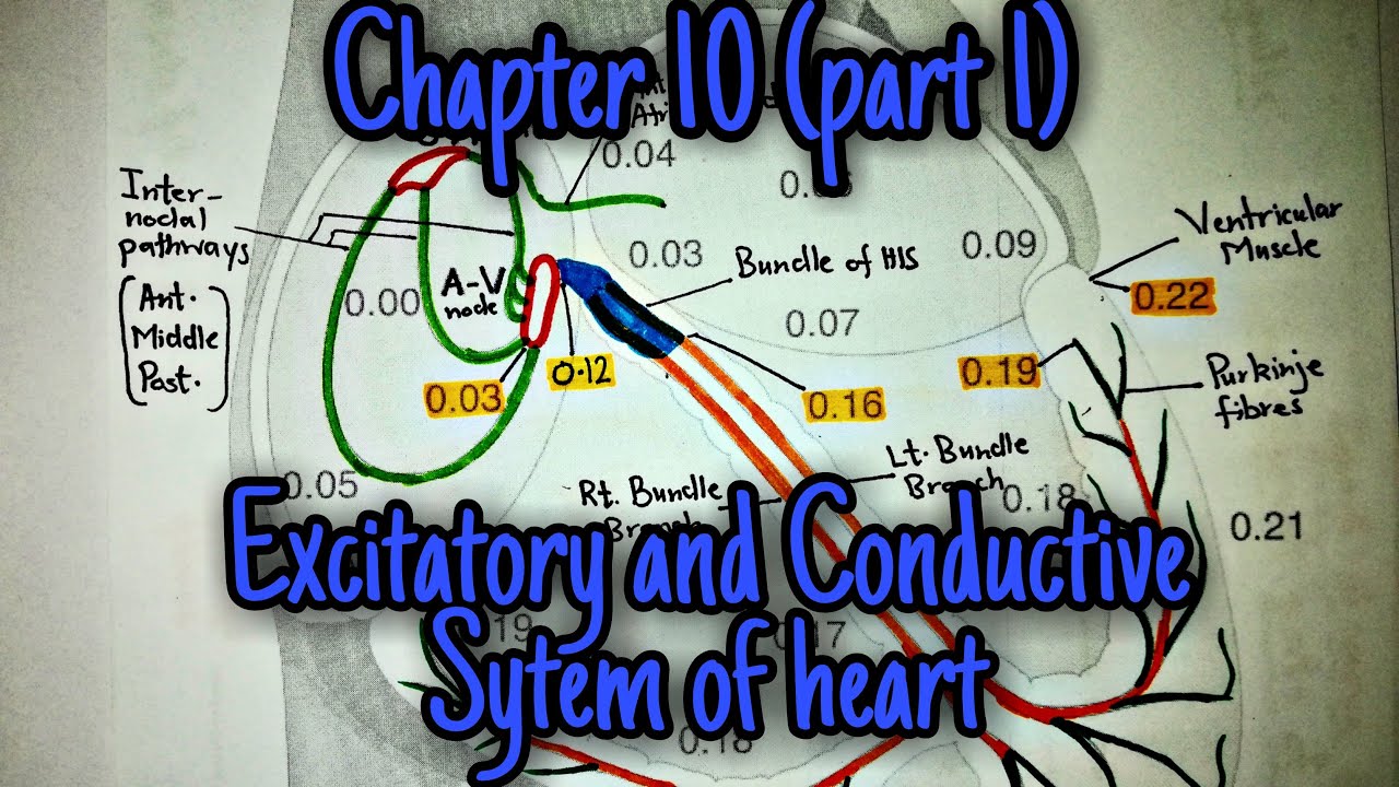Excitatory and conductive system of heart -Chapter 10 part 1 Guyton and ...