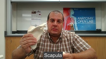 Appendicular Skeleton Part 1: Pectoral Girdle