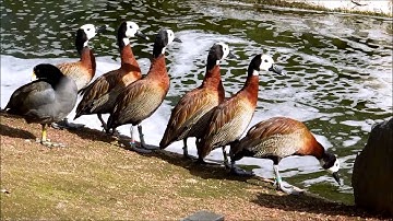 White-Faced Whistling Ducks, Dendrocygna viduata, San Diego Zoo Safari Park