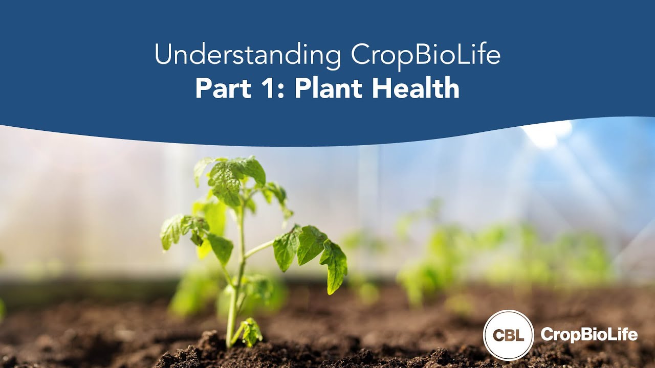 Understanding CropBioLife Part 1: Plant Health