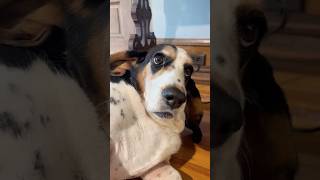 Daily Laugh in 10-seconds (4/23/2026) #puppy #love #cute #dog