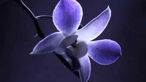 خالد الجليل ، آيات من سورة يوسف ، أرح سمعك