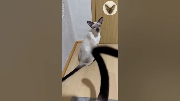 Watch the video about Are your cats meeting you? 😁😮😁 cats meet their owner | oriental cats | cat family 😁 #cats #cat