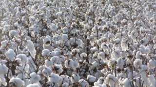 Cotton on Palmer Farms 2012, Holly Island, AR