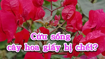 Cứu sống cây hoa giấy bị chết do ỏng nước, bón phân nhiều hoặc khô quá
