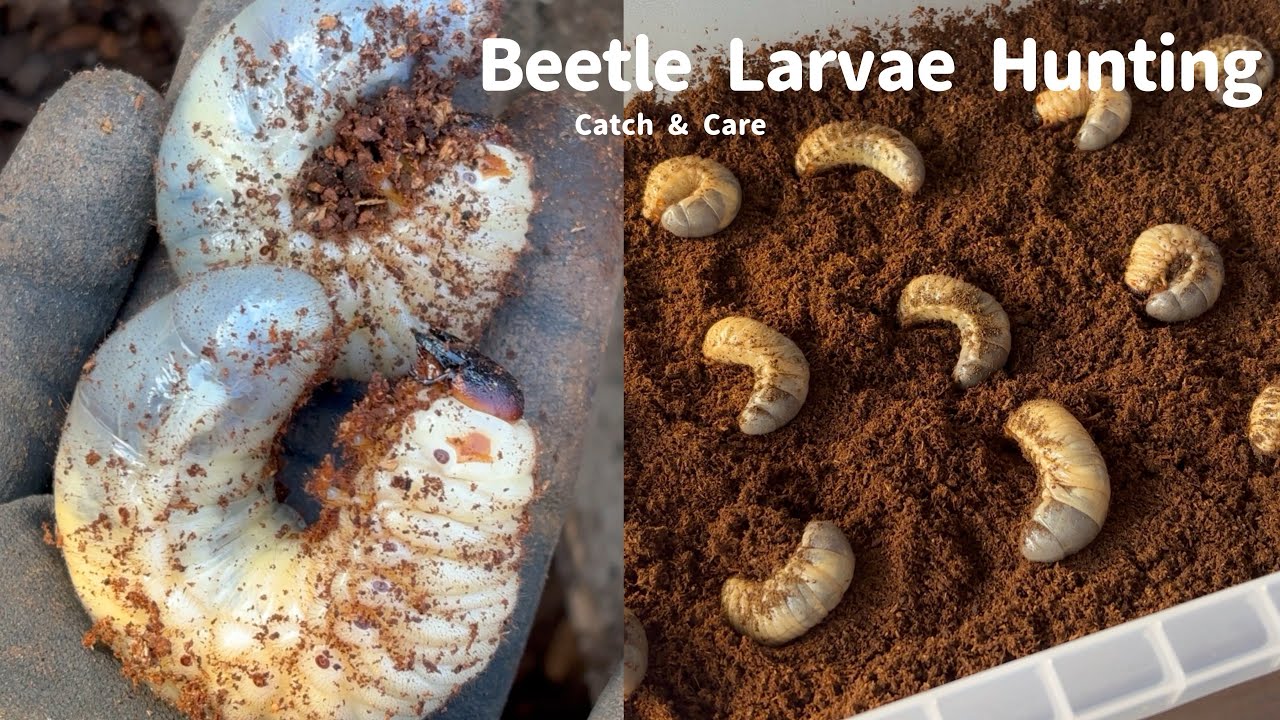 カブトムシの幼虫を採集して飼育してみた｜Japanese Rhinoceros Beetle