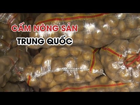 Video Chợ nông sản Đà Lạt chính thức cấm cửa khoai tây, cà... - youtube