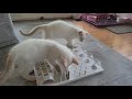 Smart Cat Toy with Red Point Siamese の動画、YouTube動画。