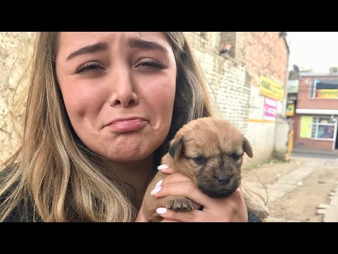 Video: Cuidando A Un Cachorro Encontrado