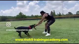 Dog Training in Orlando Florida, Doberman Mazikeen in Advance Obedience Training by The K9 Training Academy 261 views 8 months ago 3 minutes, 9 seconds