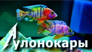 Самые разноцветные рыбки - малавийские цихлиды Аулонокары