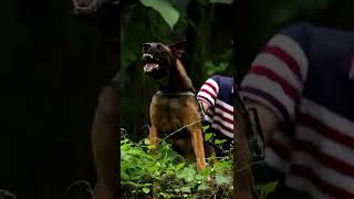 Belgian Malinois Temperament  RAW #shorts