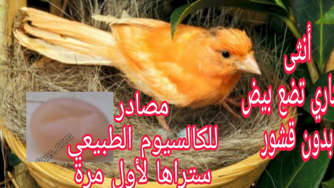 افضل مصدر كالسيوم طبيعي  للطيور لتجنب البيض بدون قشور و زيادة الانتاج